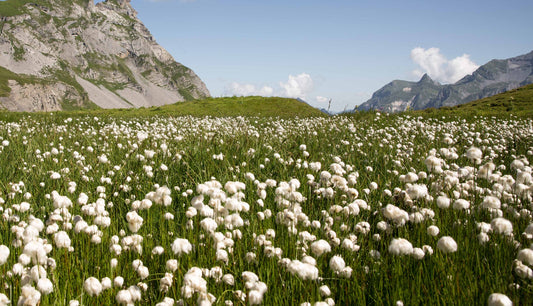 HET BESTE KATOEN VOOR JOU